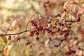 EVENLEY WOOD GARDEN, NORTHAMPTONSHIRE: OCTOBER, AUTUMN, FALL, RED, ORANGE, FRUITS, BERRIES OF EUONYMUS ALATUS OXYPHYLLUS, DECIDUOUS, SHRUBS