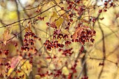 EVENLEY WOOD GARDEN, NORTHAMPTONSHIRE: OCTOBER, AUTUMN, FALL, RED, ORANGE, FRUITS, BERRIES OF EUONYMUS ALATUS OXYPHYLLUS, DECIDUOUS, SHRUBS