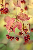 EVENLEY WOOD GARDEN, NORTHAMPTONSHIRE: OCTOBER, AUTUMN, FALL, RED, ORANGE, FRUITS, BERRIES OF EUONYMUS ALATUS OXYPHYLLUS, DECIDUOUS, SHRUBS