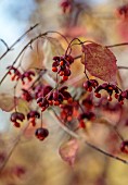 EVENLEY WOOD GARDEN, NORTHAMPTONSHIRE: OCTOBER, AUTUMN, FALL, RED, ORANGE, FRUITS, BERRIES OF EUONYMUS ALATUS OXYPHYLLUS, DECIDUOUS, SHRUBS