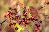 EVENLEY WOOD GARDEN, NORTHAMPTONSHIRE: OCTOBER, AUTUMN, FALL, RED, ORANGE, FRUITS, BERRIES OF EUONYMUS ALATUS OXYPHYLLUS, DECIDUOUS, SHRUBS