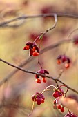 EVENLEY WOOD GARDEN, NORTHAMPTONSHIRE: OCTOBER, AUTUMN, FALL, RED, ORANGE, FRUITS, BERRIES OF EUONYMUS ALATUS OXYPHYLLUS, DECIDUOUS, SHRUBS