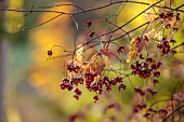 EVENLEY WOOD GARDEN, NORTHAMPTONSHIRE: OCTOBER, AUTUMN, FALL, RED, ORANGE, FRUITS, BERRIES OF EUONYMUS ALATUS OXYPHYLLUS, DECIDUOUS, SHRUBS