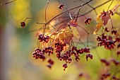 EVENLEY WOOD GARDEN, NORTHAMPTONSHIRE: OCTOBER, AUTUMN, FALL, RED, ORANGE, FRUITS, BERRIES OF EUONYMUS ALATUS OXYPHYLLUS, DECIDUOUS, SHRUBS