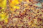 EVENLEY WOOD GARDEN, NORTHAMPTONSHIRE: OCTOBER, AUTUMN, FALL, RED, ORANGE, FRUITS, BERRIES OF EUONYMUS ALATUS OXYPHYLLUS, DECIDUOUS, SHRUBS