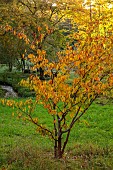 EVENLEY WOOD GARDEN, NORTHAMPTONSHIRE: OCTOBER, AUTUMN, BROWN, YELLOW, LEAVES, FOLIAGE OF MAPLE, ACER CARPINIFOLIA. TREES