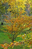 EVENLEY WOOD GARDEN, NORTHAMPTONSHIRE: OCTOBER, AUTUMN, BROWN, YELLOW, LEAVES, FOLIAGE OF MAPLE, ACER CARPINIFOLIA. TREES