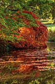 LLANOVER GARDEN, MONMOUTHSHIRE: AUTUMN COLOUR, FALL, OCTOBER, LAKE, POND, THE LOWER POND, POOLS, WATER, ACER PALMATUM DISSECTUM, TREES, REFLECTED, REFLECTIONS