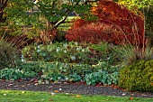 LLANOVER GARDEN, MONMOUTHSHIRE: AUTUMN COLOUR, FALL, OCTOBER, THE ROUND GARDEN, BORDER, SELINUM WALLICHIANUM