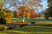 LLANOVER GARDEN, MONMOUTHSHIRE: OCTOBER, FALL, STREAM, BIRCH, BETULA UTILIS SUBSP. ALBOSINENSIS, NYSSA SYLVATICA, TREES, LAWN, PARKLAND