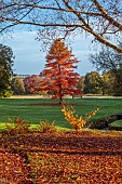 LLANOVER GARDEN, MONMOUTHSHIRE: AUTUMN COLOUR, FALL, OCTOBER, HAMAMELIS X INTERMEDIA PALLIDA, NYSSA SYLVATICA
