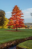 LLANOVER GARDEN, MONMOUTHSHIRE: AUTUMN COLOUR, FALL, OCTOBER, NYSSA SYLVATICA