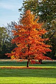 LLANOVER GARDEN, MONMOUTHSHIRE: AUTUMN COLOUR, FALL, OCTOBER, NYSSA SYLVATICA