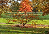 LLANOVER GARDEN, MONMOUTHSHIRE: AUTUMN COLOUR, FALL, OCTOBER, HAMAMELIS X INTERMEDIA PALLIDA, NYSSA SYLVATICA, PARKLAND, LAWN, GRASS
