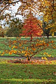 LLANOVER GARDEN, MONMOUTHSHIRE: AUTUMN COLOUR, FALL, OCTOBER, HAMAMELIS X INTERMEDIA PALLIDA, NYSSA SYLVATICA, LAWN, GRASS, PARKLAND