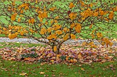 LLANOVER GARDEN, MONMOUTHSHIRE: AUTUMN COLOUR, FALL, OCTOBER, HAMAMELIS X INTERMEDIA PALLIDA, CYCLAMEN HEDERIFOLIUM