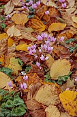 LLANOVER GARDEN, MONMOUTHSHIRE: AUTUMN COLOUR, FALL, OCTOBER, LEAVES OF HAMAMELIS X INTERMEDIA PALLIDA, PINK FLOWERS, BLOOMS OF CYCLAMEN HEDERIFOLIUM
