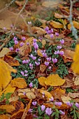 LLANOVER GARDEN, MONMOUTHSHIRE: AUTUMN COLOUR, FALL, OCTOBER, LEAVES OF HAMAMELIS X INTERMEDIA PALLIDA, PINK FLOWERS, BLOOMS OF CYCLAMEN HEDERIFOLIUM