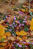 LLANOVER GARDEN, MONMOUTHSHIRE: AUTUMN COLOUR, FALL, OCTOBER, LEAVES OF HAMAMELIS X INTERMEDIA PALLIDA, PINK FLOWERS, BLOOMS OF CYCLAMEN HEDERIFOLIUM