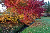 LLANOVER GARDEN, MONMOUTHSHIRE: AUTUMN COLOUR, FALL, OCTOBER, RED, ORANGE FOLIAGE, LEAVES OF LIQUIDAMBAR STYRACIFLUA WORPLESDON, TREES, STREAM