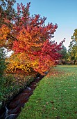 LLANOVER GARDEN, MONMOUTHSHIRE: AUTUMN COLOUR, FALL, OCTOBER, RED, ORANGE FOLIAGE, LEAVES OF LIQUIDAMBAR STYRACIFLUA WORPLESDON, TREES, STREAM
