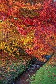 LLANOVER GARDEN, MONMOUTHSHIRE: AUTUMN COLOUR, FALL, OCTOBER, RED, ORANGE FOLIAGE, LEAVES OF LIQUIDAMBAR STYRACIFLUA WORPLESDON, TREES, STREAM