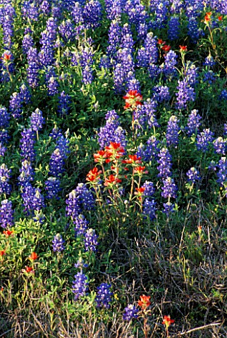 MEADOW_OF_TEXAS_BLUEBONNET_AND_INDIAN_PAINTBRUSH_TEXASUSA