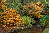 LLANOVER GARDEN, MONMOUTHSHIRE: OCTOBER, STREAM, LOWER ARBORETUM, FOTHERGILLA MAJOR, CORNUS SERICEA FLAVIRAMEA