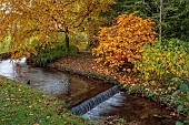 LLANOVER GARDEN, MONMOUTHSHIRE: OCTOBER, STREAM, LOWER ARBORETUM, FOTHERGILLA MAJOR, CORNUS SERICEA FLAVIRAMEA, WATERFALL