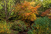 LLANOVER GARDEN, MONMOUTHSHIRE: AUTUMN COLOUR, FALL, OCTOBER, STREAM, LOWER ARBORETUM, FOTHERGILLA MAJOR, TREES