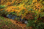 LLANOVER GARDEN, MONMOUTHSHIRE: AUTUMN COLOUR, FALL, OCTOBER, STREAM, LOWER ARBORETUM, FOTHERGILLA MAJOR, TREES