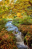 LLANOVER GARDEN, MONMOUTHSHIRE: AUTUMN COLOUR, FALL, OCTOBER, STREAM, LOWER ARBORETUM, STREAM, WATERFALL, TREES