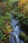 LLANOVER GARDEN, MONMOUTHSHIRE: AUTUMN COLOUR, FALL, OCTOBER, STREAM, LOWER ARBORETUM, STREAM, WATERFALL, FERNS
