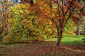 LLANOVER GARDEN, MONMOUTHSHIRE: AUTUMN COLOUR, FALL, OCTOBER, LOWER ARBORETUM, TREES, STEWARTIA PSEUDOCAMELLIA, MAGNOLIA X LOEBNERI MERRILL