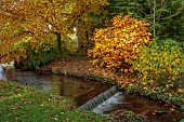 LLANOVER GARDEN, MONMOUTHSHIRE: AUTUMN COLOUR, FALL, OCTOBER, STREAM, LOWER ARBORETUM, STREAM, WATERFALL, TREES, CORNUS SERICEA FLAVIRAMEA
