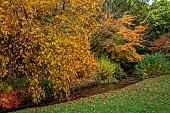 LLANOVER GARDEN, MONMOUTHSHIRE: AUTUMN COLOUR, FALL, OCTOBER, STREAM, LOWER ARBORETUM, STREAM, TREES, PARROTIA PERSICA, FOTHERGILLA MAJOR