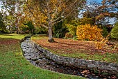LLANOVER GARDEN, MONMOUTHSHIRE: OCTOBER, STREAM, BIRCH, BETULA UTILIS SUBSP. ALBOSINENSIS, TREES, STREAM, LAWN , GRASS, WATER