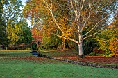 LLANOVER GARDEN, MONMOUTHSHIRE: OCTOBER, STREAM, BIRCH, BETULA UTILIS SUBSP. ALBOSINENSIS, TREES, STREAM, LAWN , GRASS, WATER