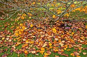 LLANOVER GARDEN, MONMOUTHSHIRE: AUTUMN COLOUR, FALL, OCTOBER, HAMAMELIS X INTERMEDIA PALLIDA, CYCLAMEN HEDERIFOLIUM