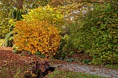 LLANOVER GARDEN, MONMOUTHSHIRE: AUTUMN COLOUR, FALL, OCTOBER, AUTUMN COLOUR, SHRUBS, PATH