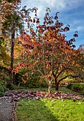 LLANOVER GARDEN, MONMOUTHSHIRE: AUTUMN COLOUR, FALL, OCTOBER, TREES, ROUND GARDEN, LAWN, LEAVES, FOLIAGE OF MAGNOLIA OBOVATUS