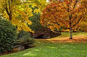 LLANOVER GARDEN, MONMOUTHSHIRE: OCTOBER, FALL, TREES, BRIDGE, ACER NIKOENSE, CARYA CORDIFORMIS, BITTERNUT HICKORY TREE