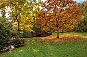 LLANOVER GARDEN, MONMOUTHSHIRE: OCTOBER, FALL, TREES, BRIDGE, ACER NIKOENSE, CARYA CORDIFORMIS, BITTERNUT HICKORY TREE