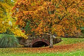 LLANOVER GARDEN, MONMOUTHSHIRE: OCTOBER, FALL, TREES, BRIDGE, ACER NIKOENSE, CARYA CORDIFORMIS, BITTERNUT HICKORY TREE
