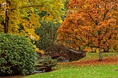 LLANOVER GARDEN, MONMOUTHSHIRE: OCTOBER, FALL, TREES, BRIDGE, ACER NIKOENSE, CARYA CORDIFORMIS, BITTERNUT HICKORY TREE