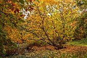 LLANOVER GARDEN, MONMOUTHSHIRE: OCTOBER, FALL, DECIDUOUS, TREES, STREAM, CLADRASTIS KENTUKEA, AMERICAN YELLOW WOOD