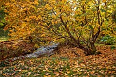LLANOVER GARDEN, MONMOUTHSHIRE: OCTOBER, FALL, DECIDUOUS, TREES, STREAM, CLADRASTIS KENTUKEA, AMERICAN YELLOW WOOD