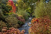 LLANOVER GARDEN, MONMOUTHSHIRE: THE UPPER ARBORETUM, WATER, STREAM, AUTUMN, FALL, HYDRANGEAS, BRIDGE, DARMERA PELTATA