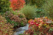 LLANOVER GARDEN, MONMOUTHSHIRE: THE UPPER ARBORETUM, WATER, STREAM, AUTUMN, FALL, HYDRANGEAS, DARMERA PELTATA