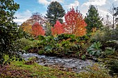 LLANOVER GARDEN, MONMOUTHSHIRE: THE UPPER ARBORETUM, WATER, STREAM, AUTUMN, FALL, GUNNERA MANICATA